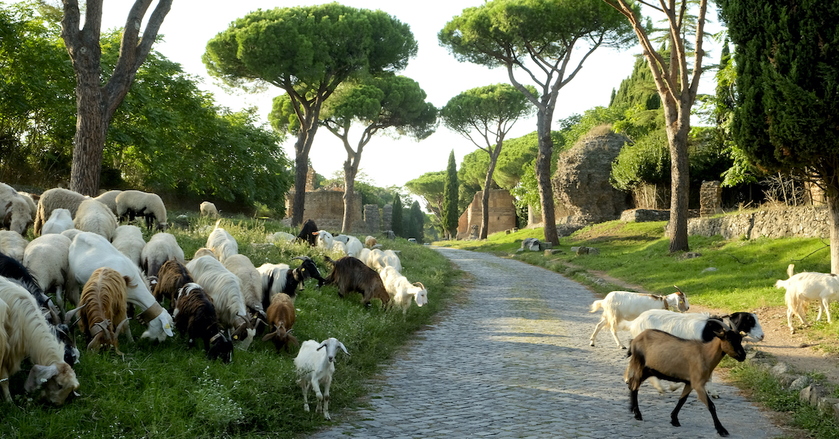 A herd of goats grazing along a cobblestone road lined with stone pine trees in Rome