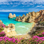 Pinkish flowers in the foreground with the sandy Praia do Camilo in Portugal surrounded by jagged golden cliffs in the middle ground leading to blue ocean