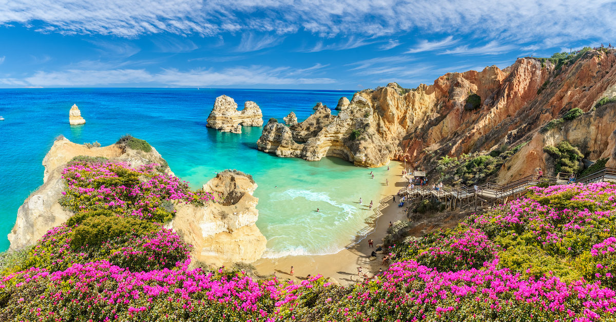 Pinkish flowers in the foreground with the sandy Praia do Camilo in Portugal surrounded by jagged golden cliffs in the middle ground leading to blue ocean