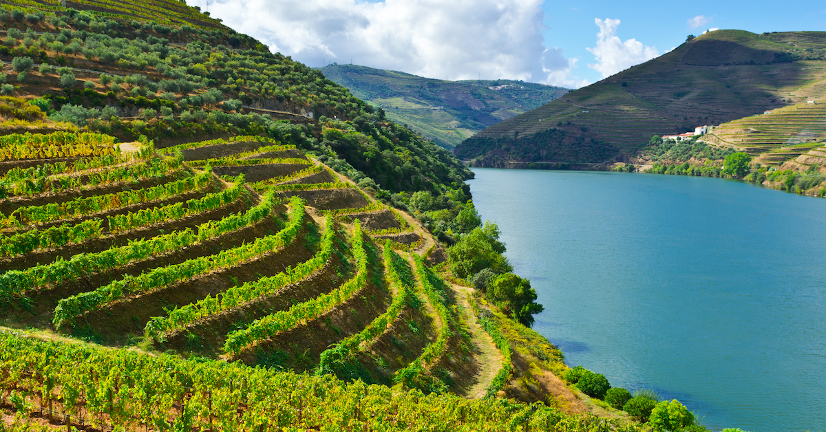 Terraced vineyards along the Douro River