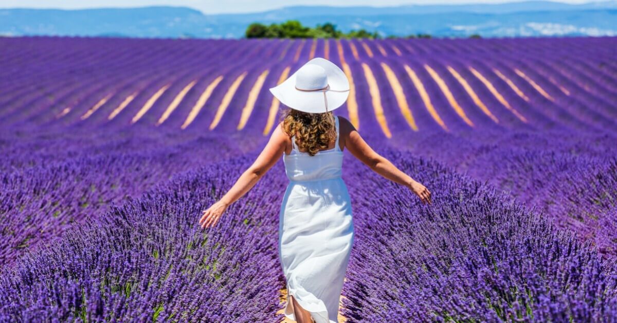 Rear view of a woman in a white sundress and hat strolling through the lavender fields of Provence with her arms outstretched from her sides