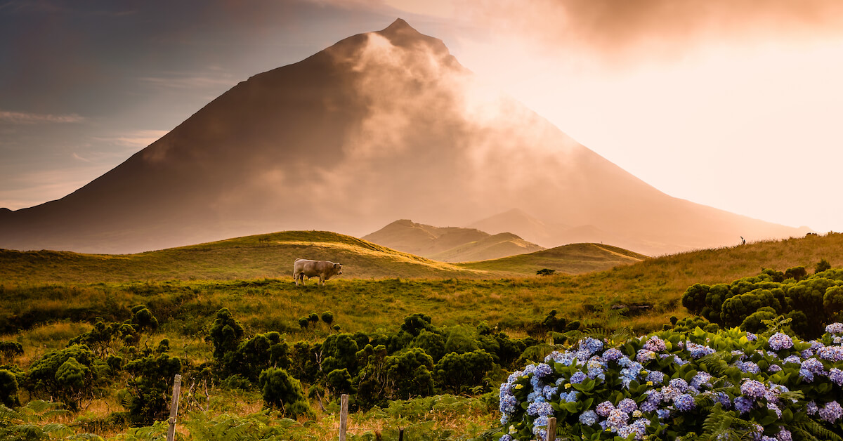 Hydrangeas and green hills with a volcano in the background in the Azores, Portugal