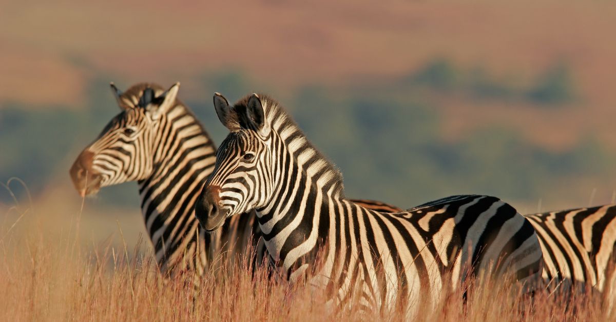 Zebra