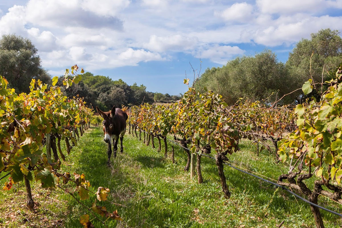 <b>Possessio Binicomprat, Mallorca</b> - Set within a 16th century farm building, this quaint hotel draws guests with its climbing vines, raw stonework, and exposed pine beams. The estate has its own vineyards, which produce 30,000 bottles of wine per year. Don’t forget to take one home with you!